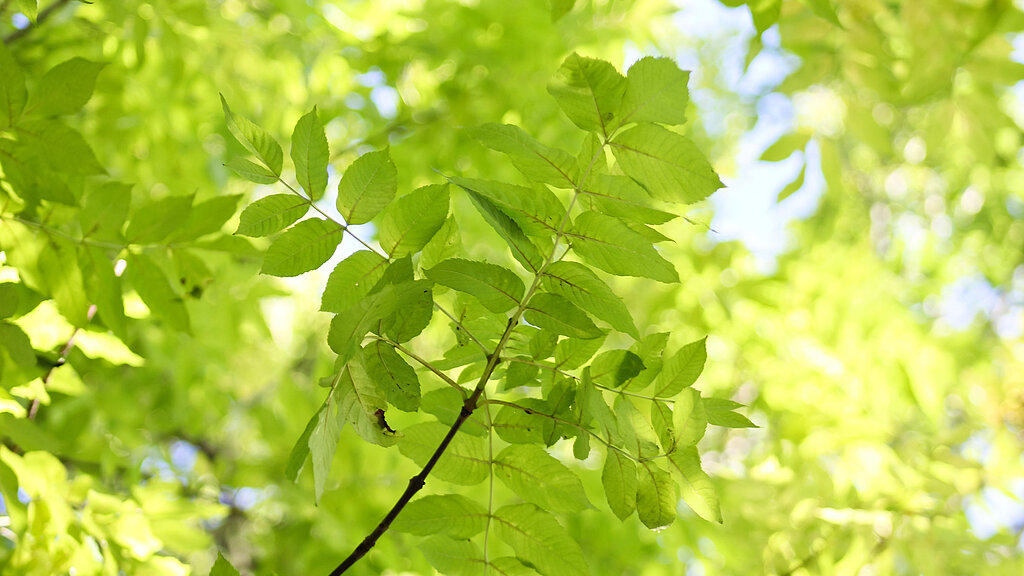 Blätter von unten gegen das Licht betrachtet